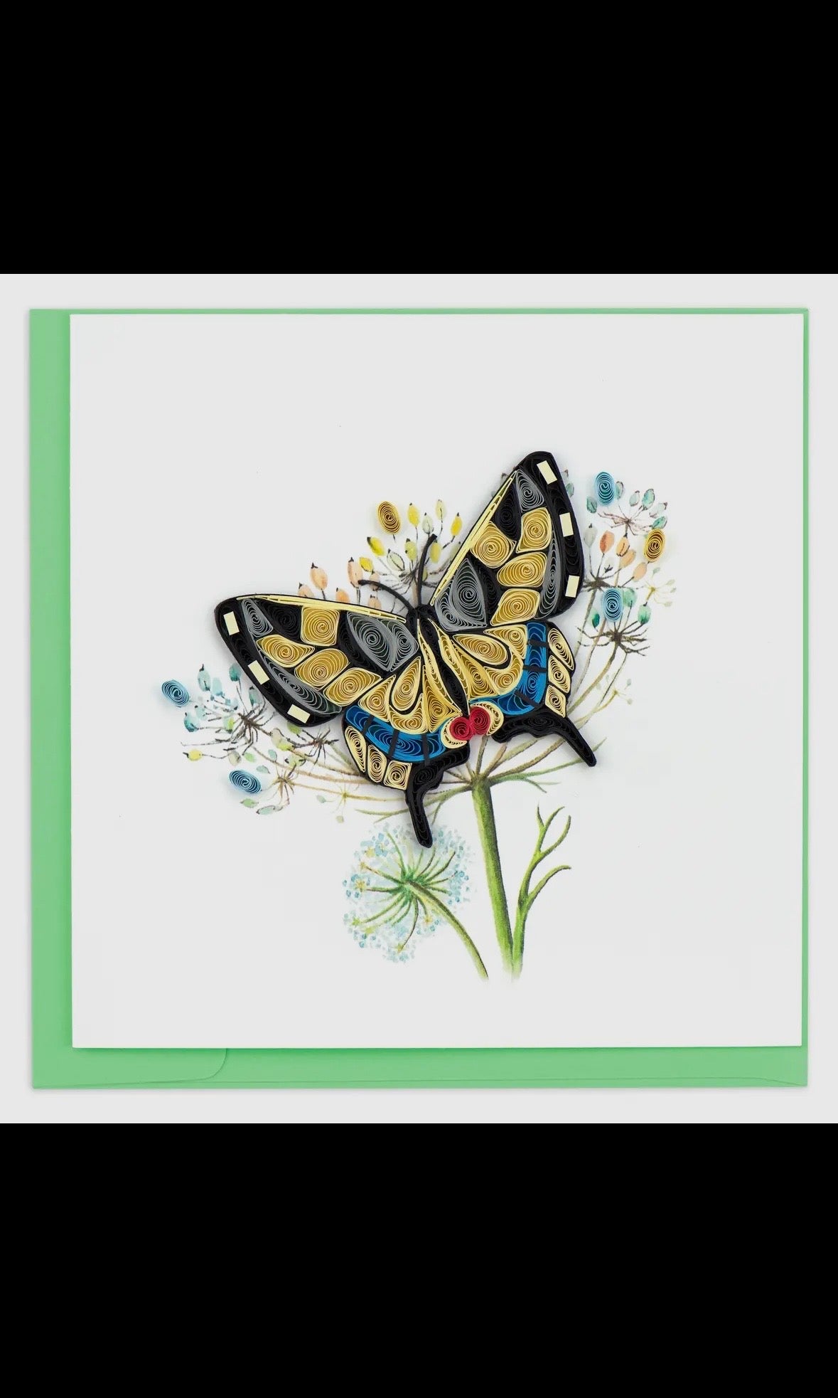 Butterfly on a flower with a green border